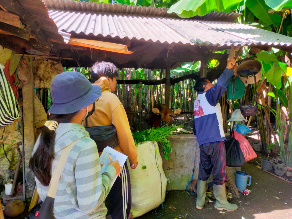 Pelaksanaan kegiatan  Vaksinasi PMK Desa Sembung Bulan Pebruari 2024